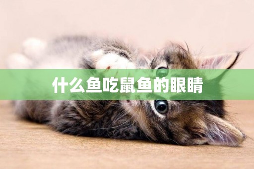 什么魚吃鼠魚的眼睛