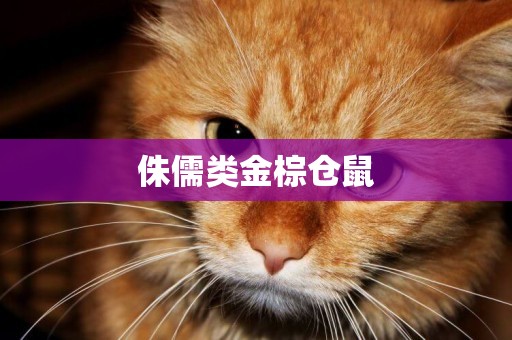 侏儒類金棕倉鼠