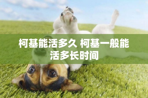 柯基能活多久 柯基一般能活多長時間