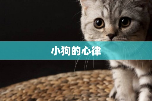 小狗的心律