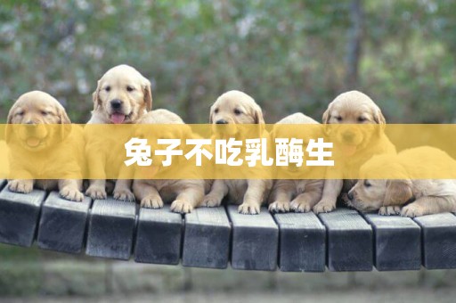 兔子不吃乳酶生