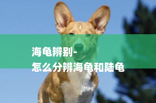 海龜辨別-
怎么分辨海龜和陸龜