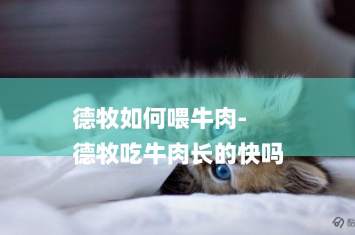德牧如何喂牛肉-
德牧吃牛肉長的快嗎