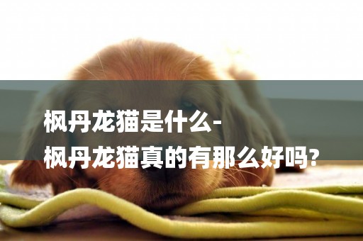 楓丹龍貓是什么-
楓丹龍貓真的有那么好嗎?