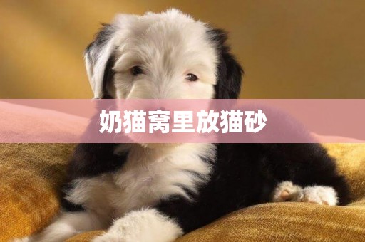 奶貓窩里放貓砂