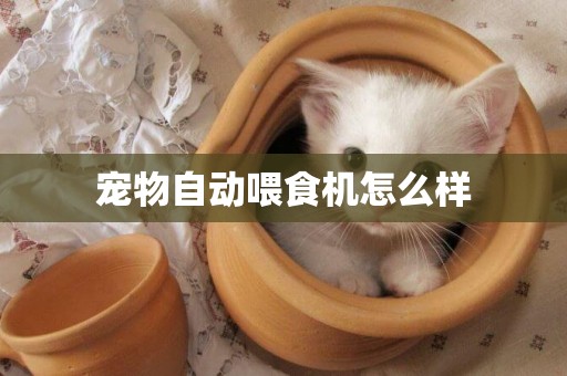 寵物自動喂食機怎么樣