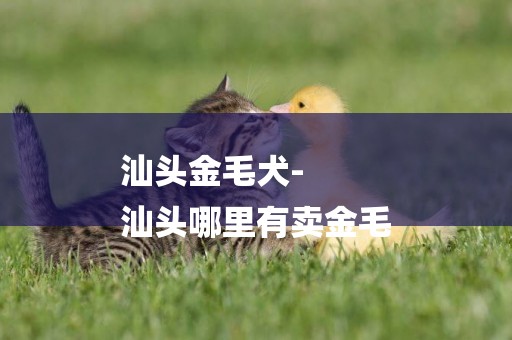 汕頭金毛犬-
汕頭哪里有賣金毛