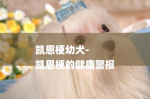凱恩梗幼犬-
凱恩梗的健康警報