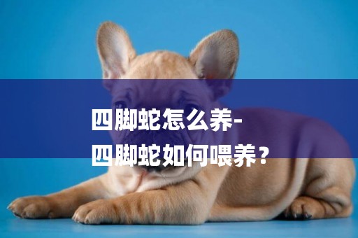 四腳蛇怎么養-
四腳蛇如何喂養？
