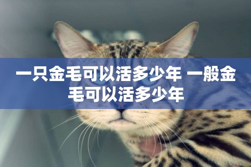 一只金毛可以活多少年 一般金毛可以活多少年