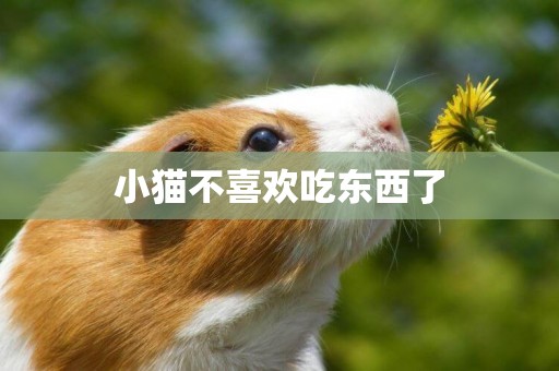小貓不喜歡吃東西了