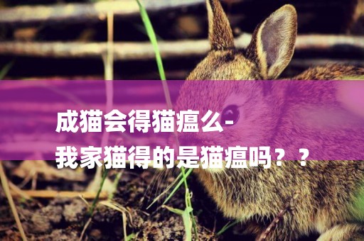 成貓會得貓瘟么-
我家貓得的是貓瘟嗎？？