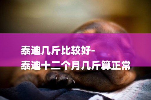 泰迪幾斤比較好-
泰迪十二個月幾斤算正常