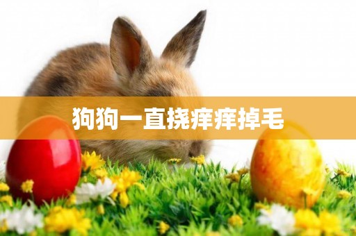 狗狗一直撓癢癢掉毛