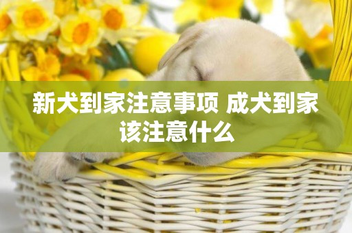 新犬到家注意事項 成犬到家該注意什么