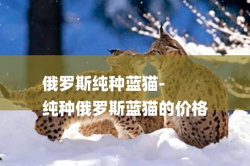 俄羅斯純種藍貓-
純種俄羅斯藍貓的價格