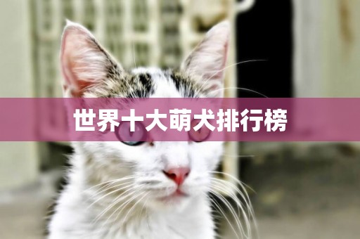 世界十大萌犬排行榜