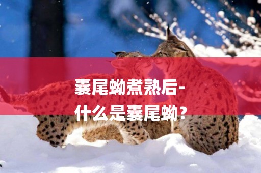 囊尾蚴煮熟后-
什么是囊尾蚴？