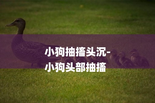 小狗抽搐頭沉-
小狗頭部抽搐