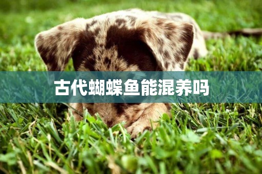 古代蝴蝶魚能混養嗎