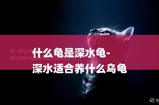 什么龜是深水龜-
深水適合養什么烏龜