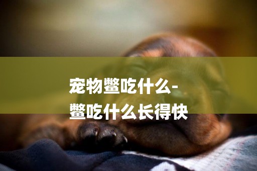 寵物鱉吃什么-
鱉吃什么長得快