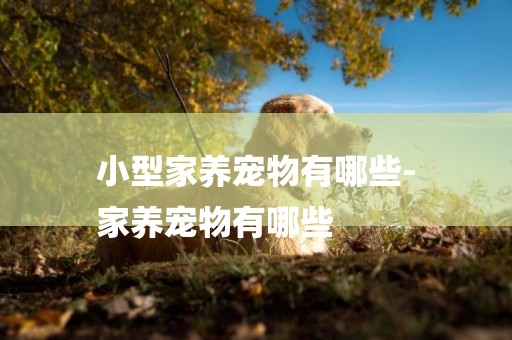 小型家養寵物有哪些-
家養寵物有哪些