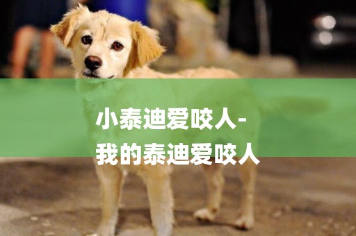 小泰迪愛咬人-
我的泰迪愛咬人