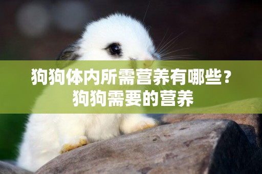 狗狗體內所需營養有哪些？ 狗狗需要的營養