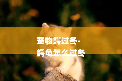 寵物鱷過冬-
鱷龜怎么過冬