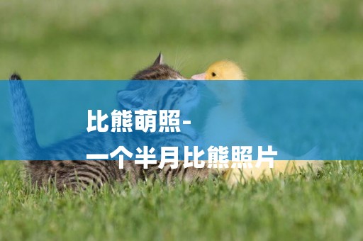 比熊萌照-
一個半月比熊照片