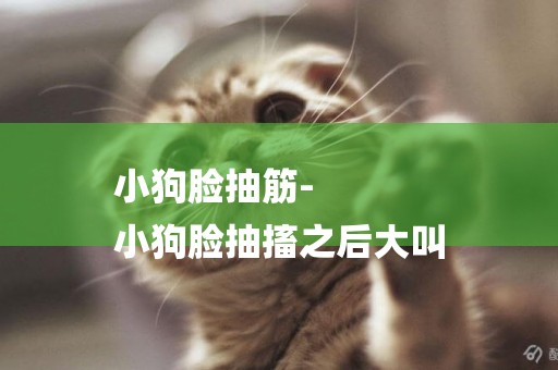小狗臉抽筋-
小狗臉抽搐之后大叫