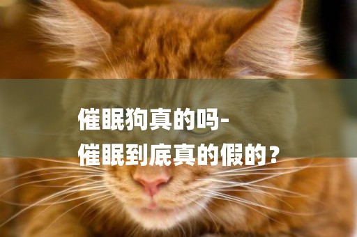 催眠狗真的嗎-
催眠到底真的假的？