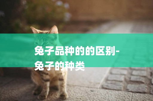 兔子品種的的區別-
兔子的種類
