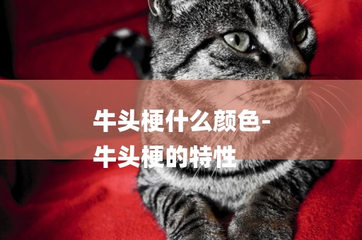 牛頭梗什么顏色-
牛頭梗的特性