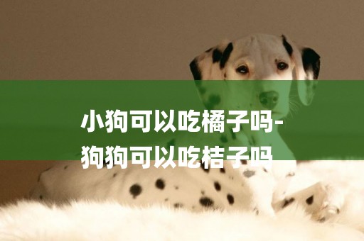 小狗可以吃橘子嗎-
狗狗可以吃桔子嗎