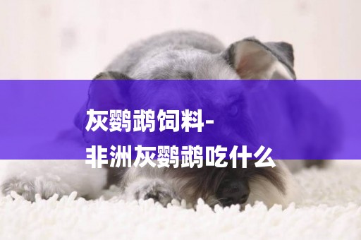 灰鸚鵡飼料-
非洲灰鸚鵡吃什么