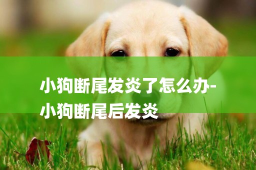 小狗斷尾發炎了怎么辦-
小狗斷尾后發炎