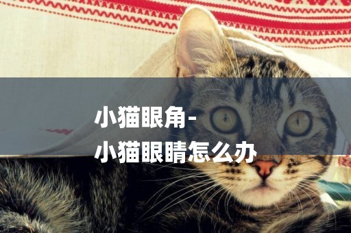 小貓眼角-
小貓眼睛怎么辦