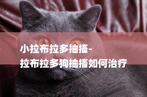 小拉布拉多抽搐-
拉布拉多狗抽搐如何治療