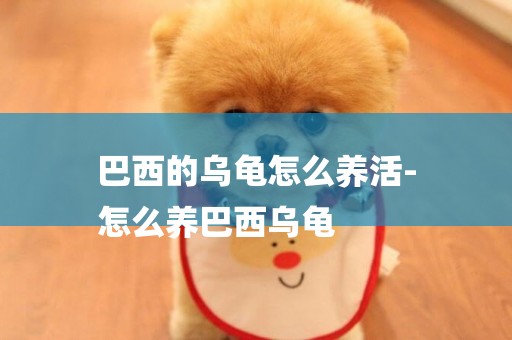 巴西的烏龜怎么養活-
怎么養巴西烏龜