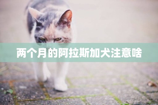 兩個月的阿拉斯加犬注意啥