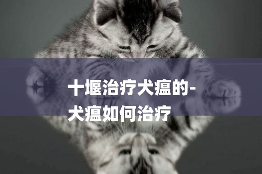 十堰治療犬瘟的-
犬瘟如何治療