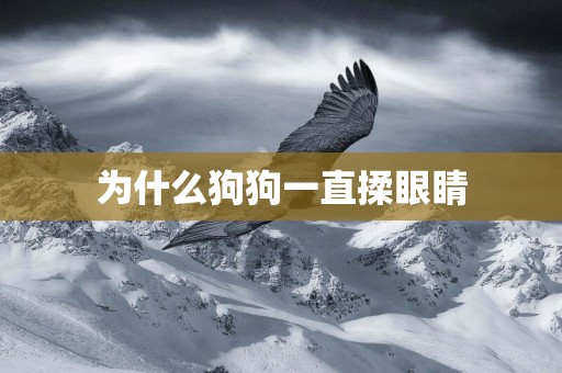 為什么狗狗一直揉眼睛