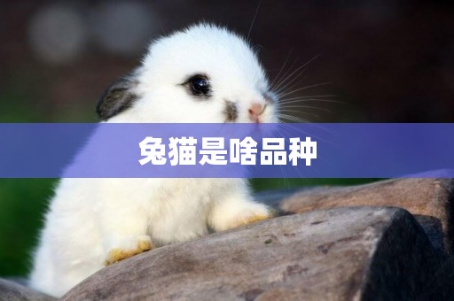 兔貓是啥品種