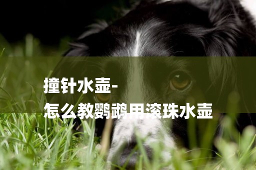 撞針水壺-
怎么教鸚鵡用滾珠水壺
