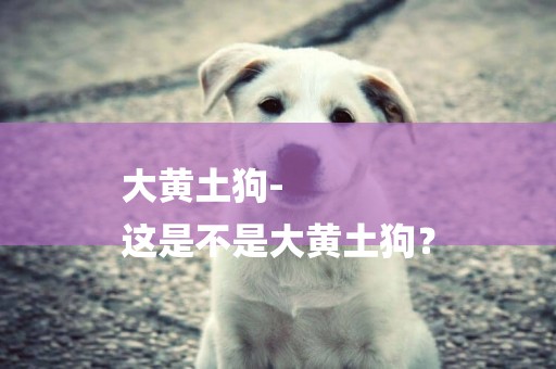 大黃土狗-
這是不是大黃土狗？