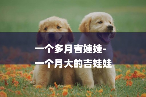 一個多月吉娃娃-
一個月大的吉娃娃