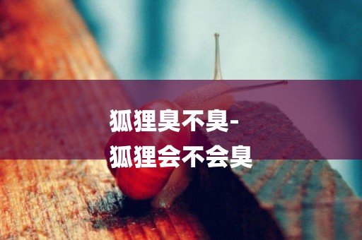 狐貍臭不臭-
狐貍會不會臭