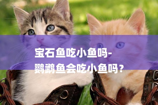 寶石魚吃小魚嗎-
鸚鵡魚會吃小魚嗎？
